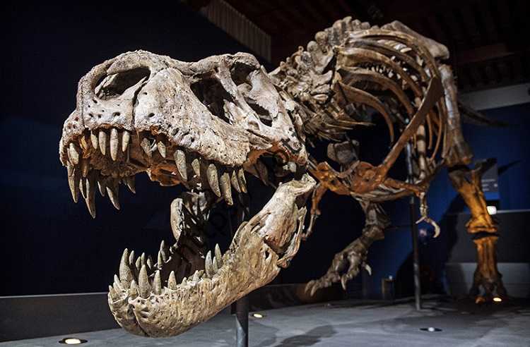 افشای یک راز جالب توجه درباره دایناسور تی‌رکس