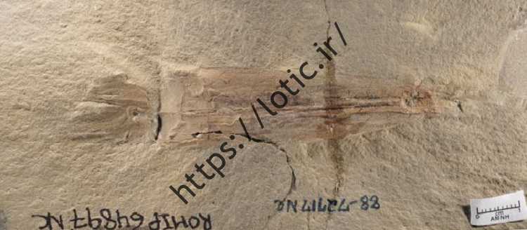 (تصویر) کشف یک «خون آشام» ۳۳۰ میلیون ساله!